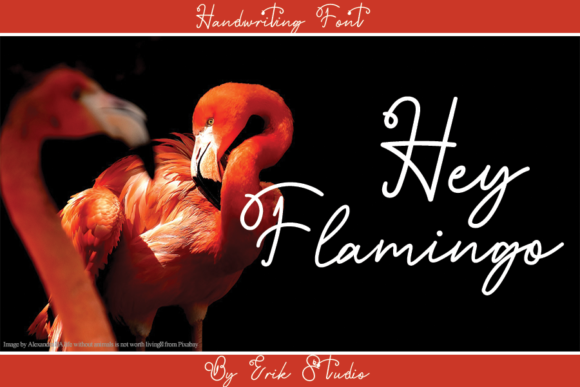 Hey Flamingo Review